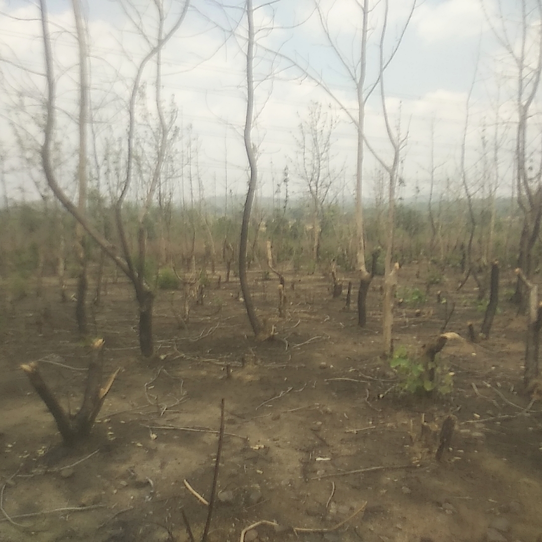 सूरजपुर में सरकार द्वारा प्लांटेशन किए वृक्षों की अंधाधुंध हो रही कटाई और प्रशासन मौन