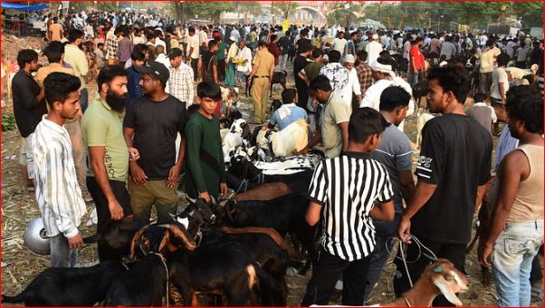 ईद उल अजहा: 450 करोड़ से चमका कुर्बानी का बाजार, लखनऊ की सिर्फ दो मंडियों में 40 करोड़ से ज्यादा के बकरे बिके